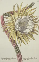 Cereus Scandens Minor Polygonus da 